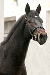 CAL DIN ESTUL BULGARIEI